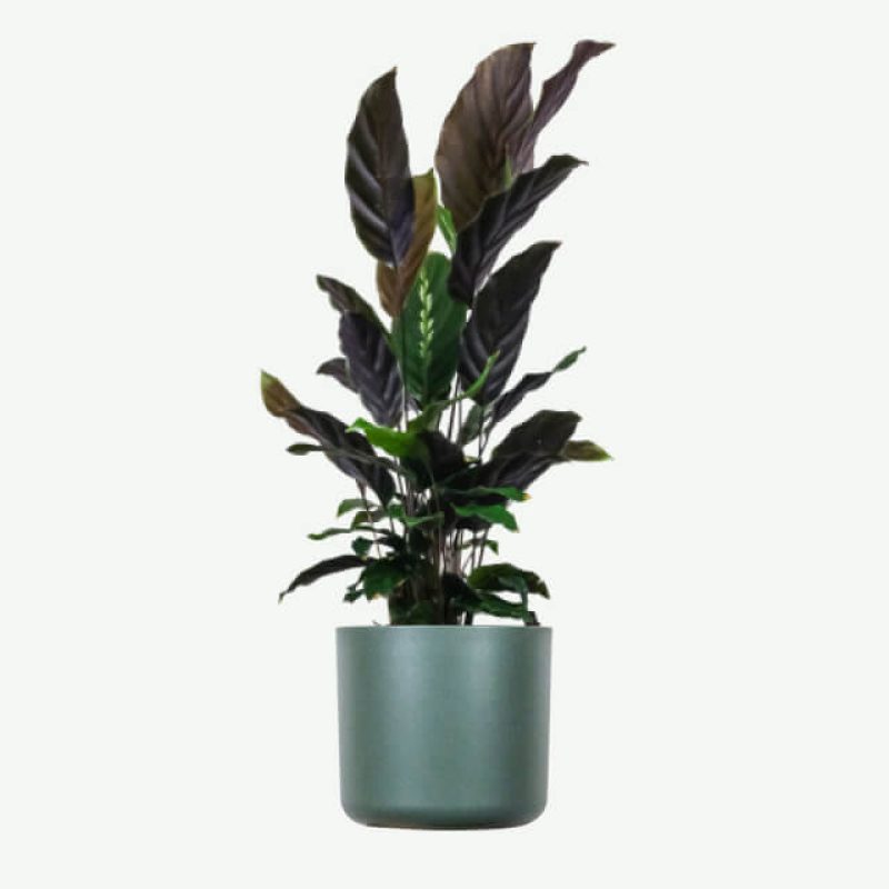 plants-ecommerce-product-featured-img-18